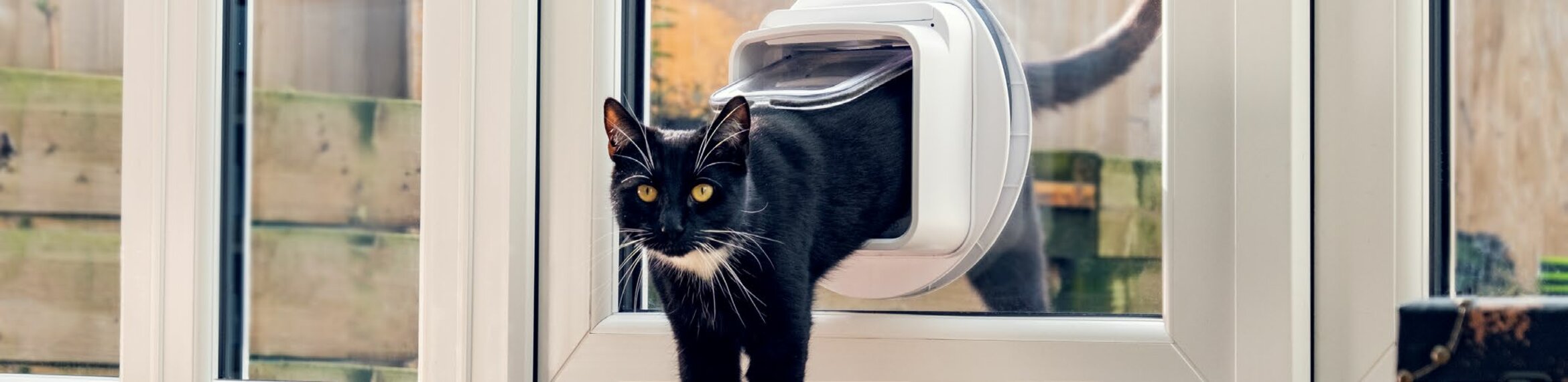 Is your cat stressed? 5 vet-approved ways to help