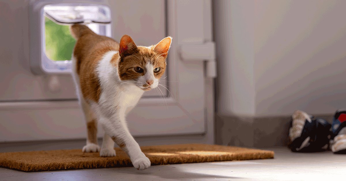Sure Petcare | Gagnez une Chatière Connect et son Hub
