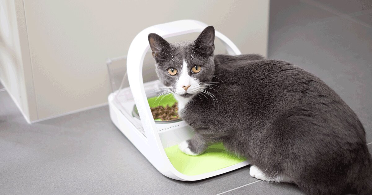 The SureFeed Microchip Pet Feeder Connect from Sure Petcare
