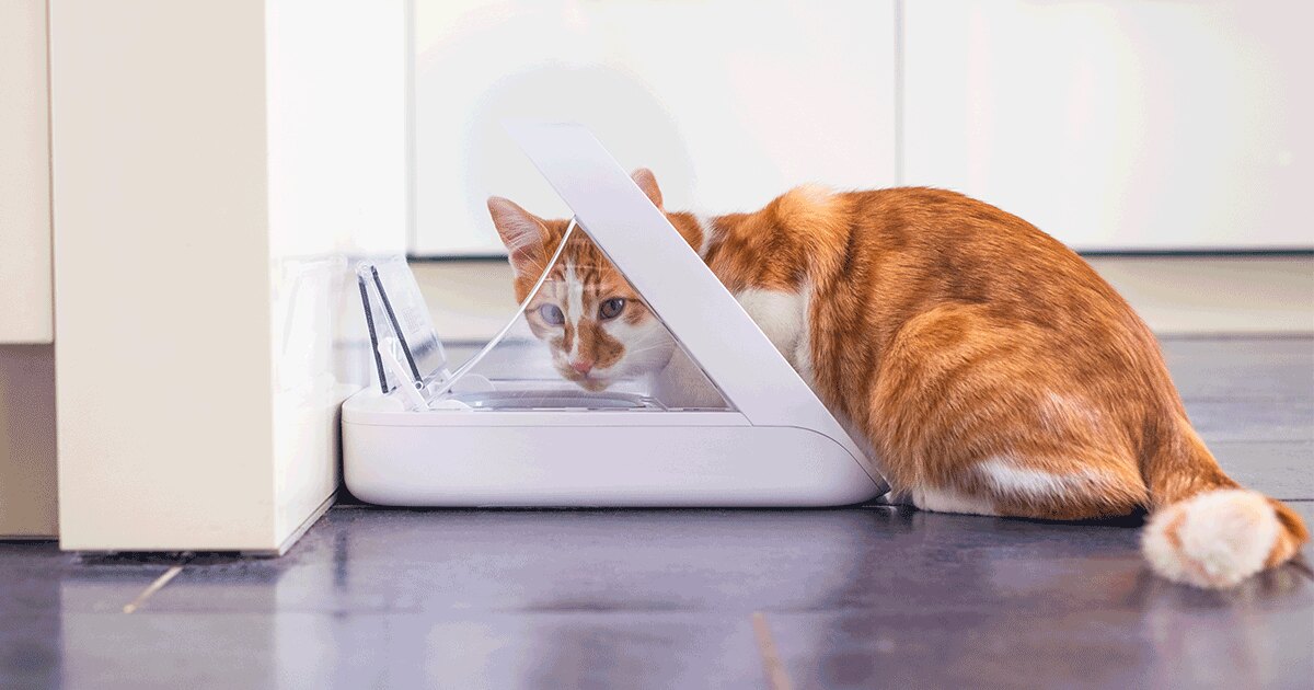 The SureFeed Microchip Pet Feeder from Sure Petcare