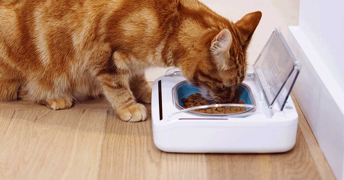 The SureFeed Sealed Pet Bowl from SureFlap