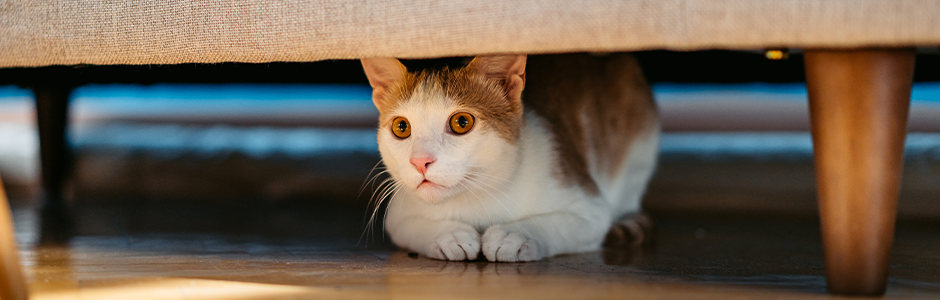 Is your cat stressed? 5 vet-approved ways to help