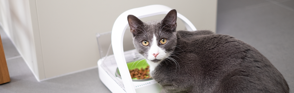 A vet’s guide to cat nutrition